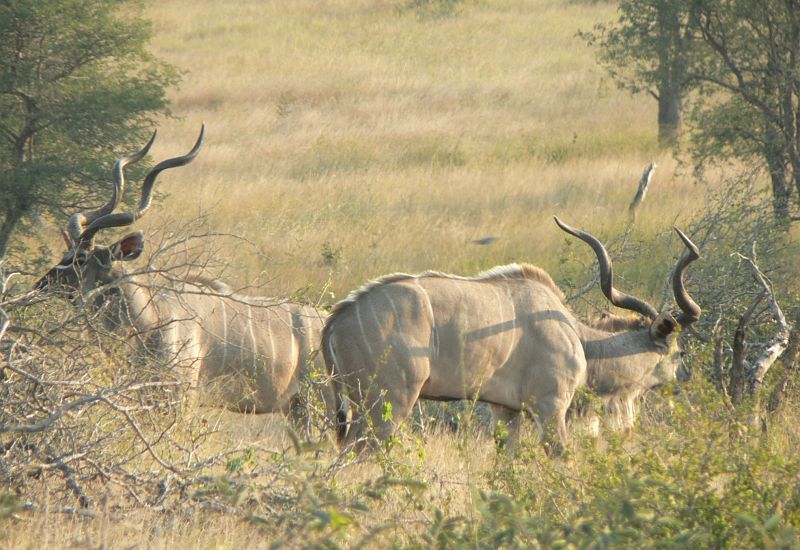JAR 183_sroub.JPG - V jednom z kempů jsme si chtěli dát Kudu steak, bohužel už byl vyprodán. Velká škoda. Tak jsme si koupili aspoň sušené kudu maso a to teda nestálo za nic. Nakonec jsem ho musel sníst sám, neboť labužník Kroci jen tak něco nesní.